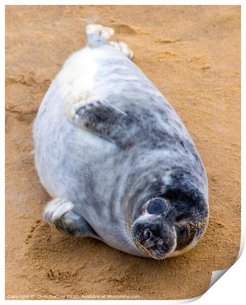 Seal Pup on Horsey Beach in Norfolk, UK Print by Chris Dorney
