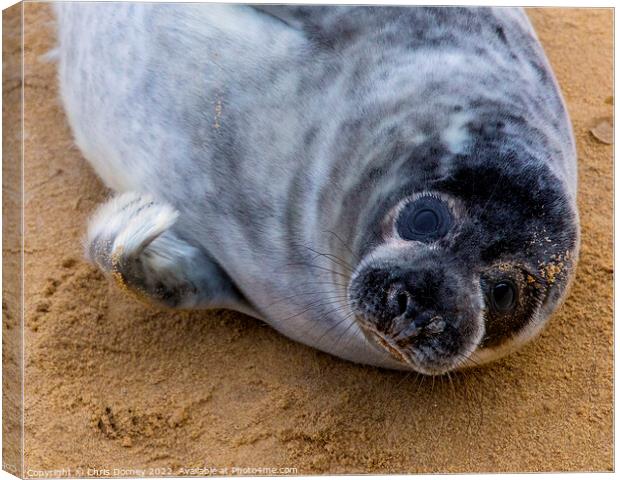 Seal on Horsey Beach in Norfolk, UK Canvas Print by Chris Dorney