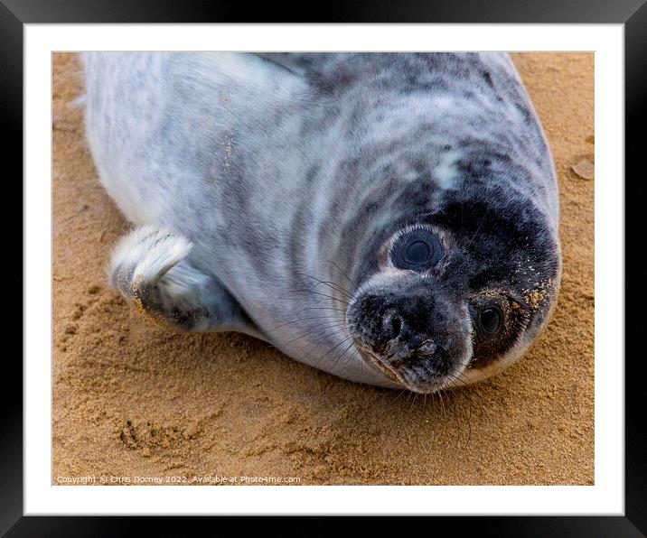 Seal on Horsey Beach in Norfolk, UK Framed Mounted Print by Chris Dorney