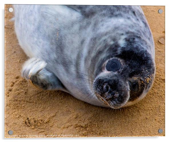 Seal on Horsey Beach in Norfolk, UK Acrylic by Chris Dorney