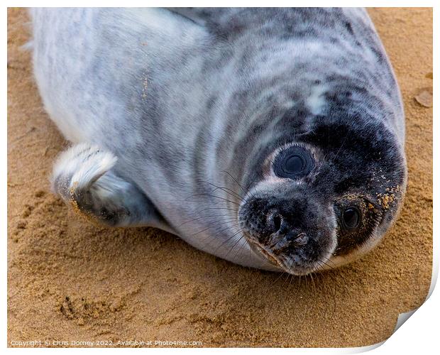 Seal on Horsey Beach in Norfolk, UK Print by Chris Dorney