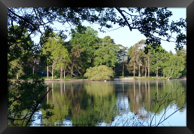 The beauty of the trees and shadows over Petersfield Pond  Framed Print by Peter Hodgson