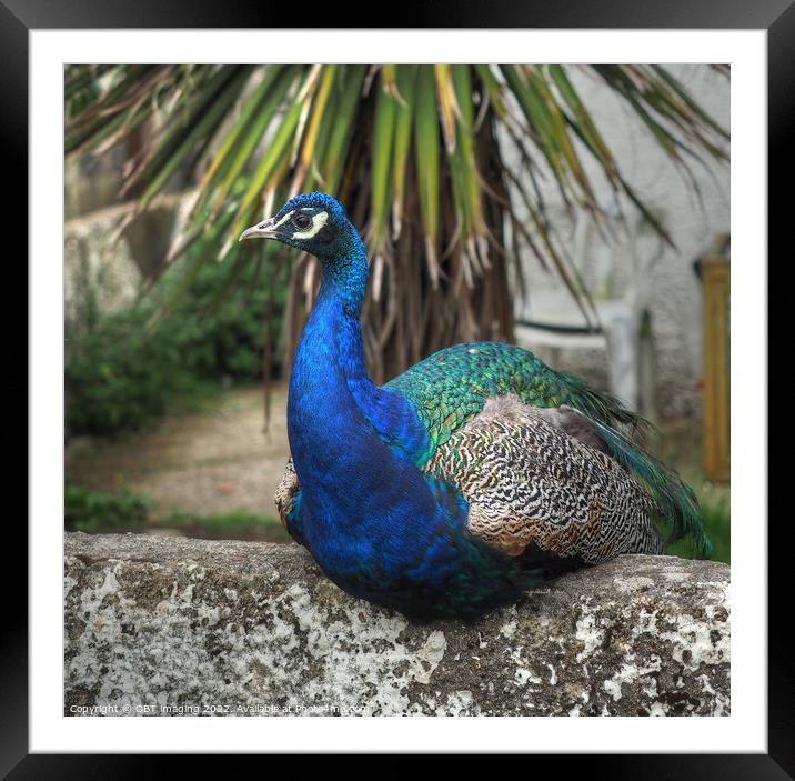 Indian Peacock At Talisker Bay Framed Mounted Print by OBT imaging