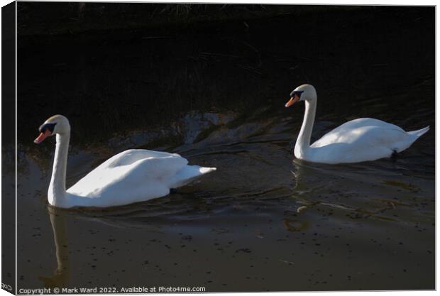 Swans in Sunlight. Canvas Print by Mark Ward