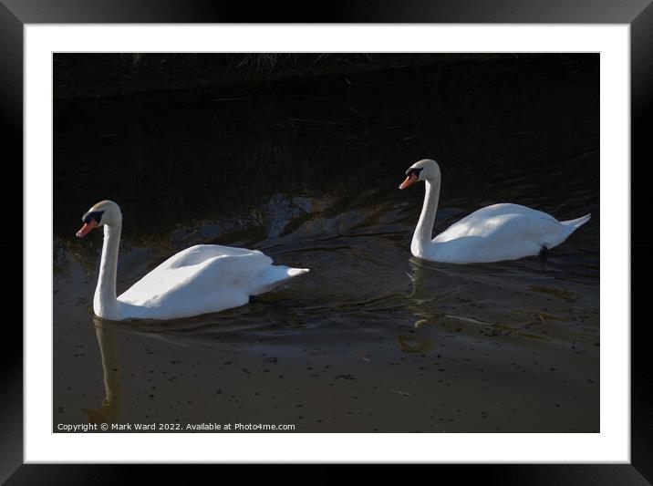 Swans in Sunlight. Framed Mounted Print by Mark Ward