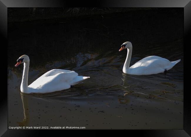 Swans in Sunlight. Framed Print by Mark Ward