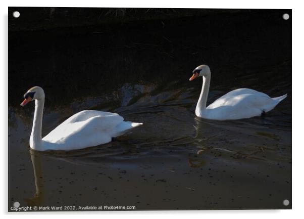Swans in Sunlight. Acrylic by Mark Ward