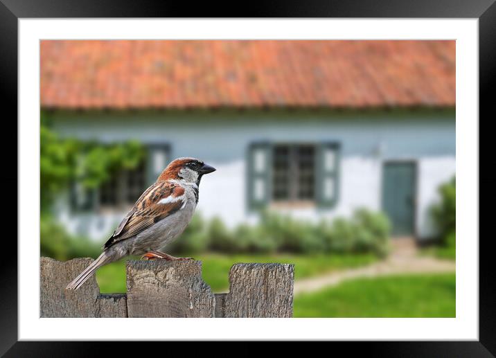 House Sparrow in Garden Framed Mounted Print by Arterra 