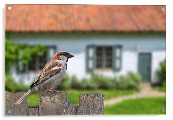 House Sparrow in Garden Acrylic by Arterra 