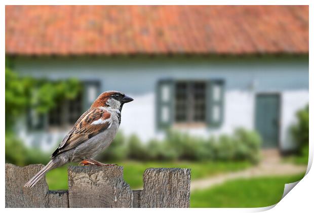 House Sparrow in Garden Print by Arterra 