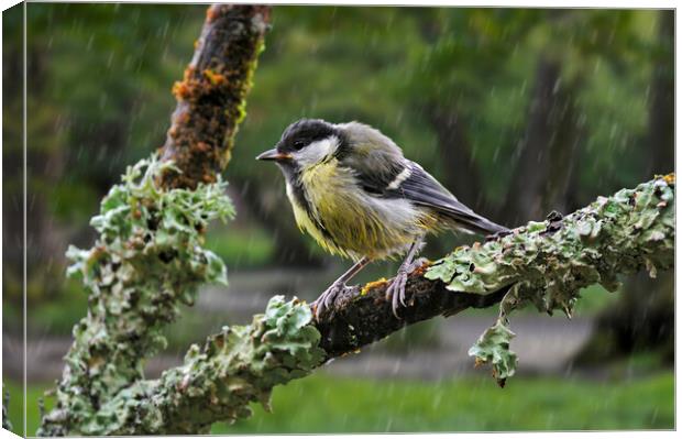 Young Great Tit in the Rain Canvas Print by Arterra 