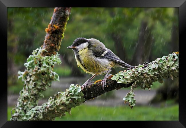 Young Great Tit in the Rain Framed Print by Arterra 