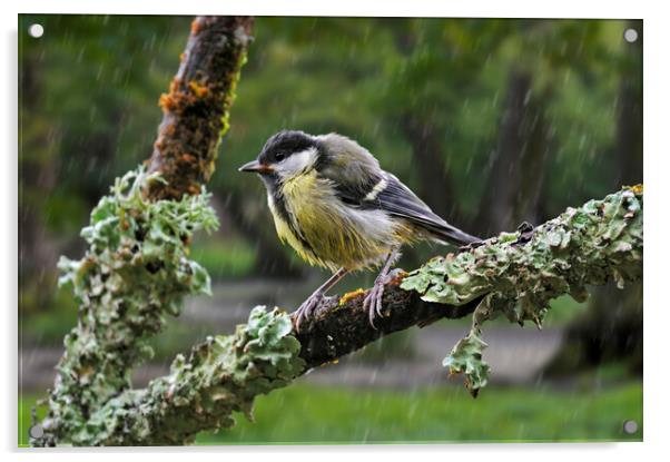 Young Great Tit in the Rain Acrylic by Arterra 