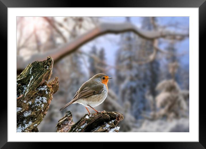 European Robin at Sunrise in Winter Framed Mounted Print by Arterra 