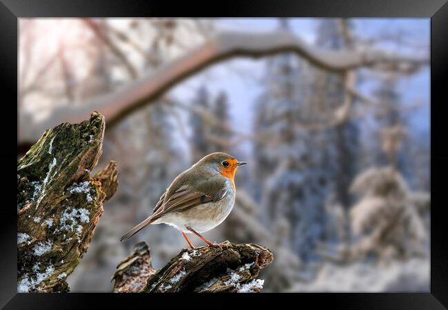 European Robin at Sunrise in Winter Framed Print by Arterra 
