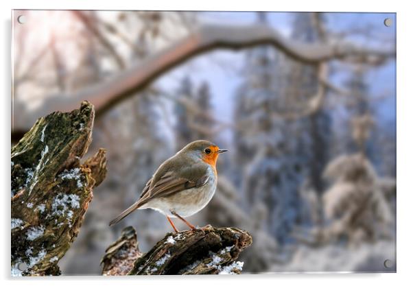 European Robin at Sunrise in Winter Acrylic by Arterra 