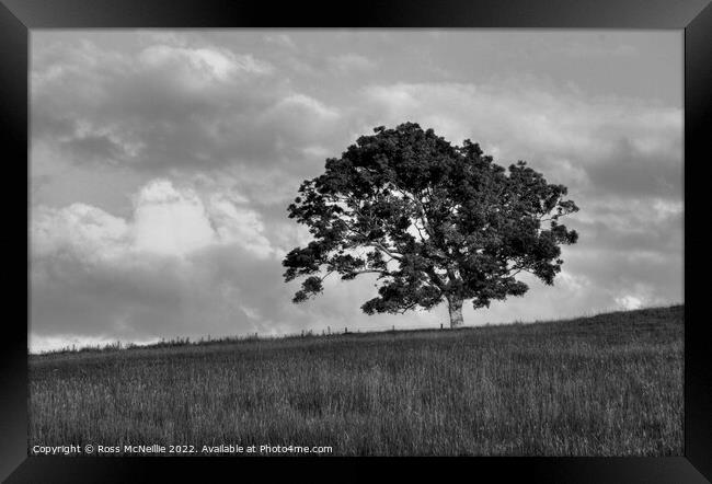 A lone Ash Tree Framed Print by Ross McNeillie