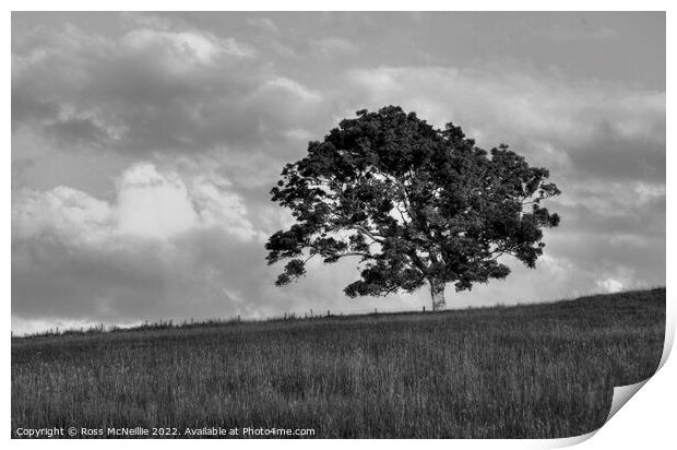 A lone Ash Tree Print by Ross McNeillie