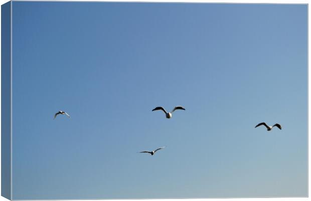 A flock of seagulls flying in the sky Canvas Print by liviu iordache