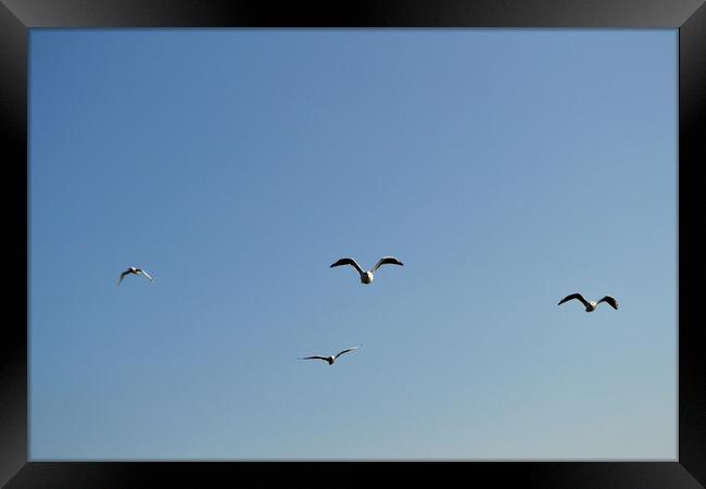 A flock of seagulls flying in the sky Framed Print by liviu iordache