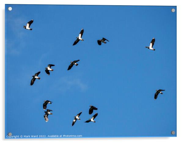 Lapwings in Flight. Acrylic by Mark Ward