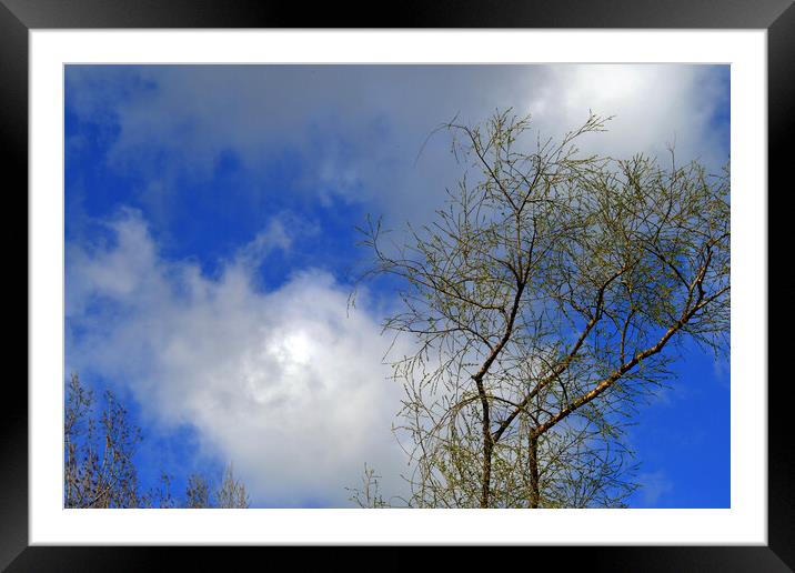 Spring appears on the sly  Framed Mounted Print by liviu iordache