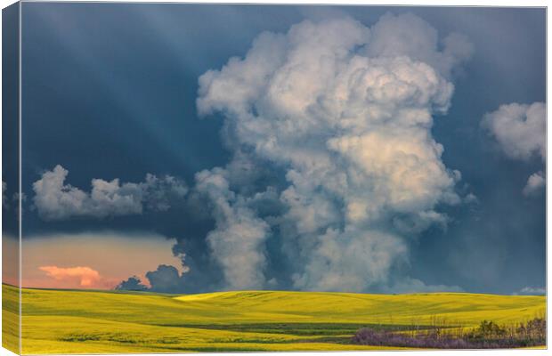Canola Thunderstorm, Canada Canvas Print by John Finney