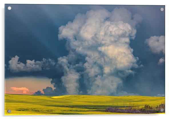 Canola Thunderstorm, Canada Acrylic by John Finney