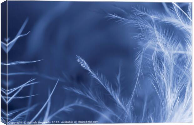 A Macro image of a Feather Boa, with gradient over Canvas Print by Pamela Reynolds