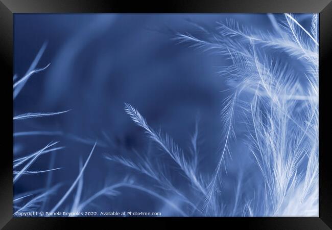 A Macro image of a Feather Boa, with gradient over Framed Print by Pamela Reynolds
