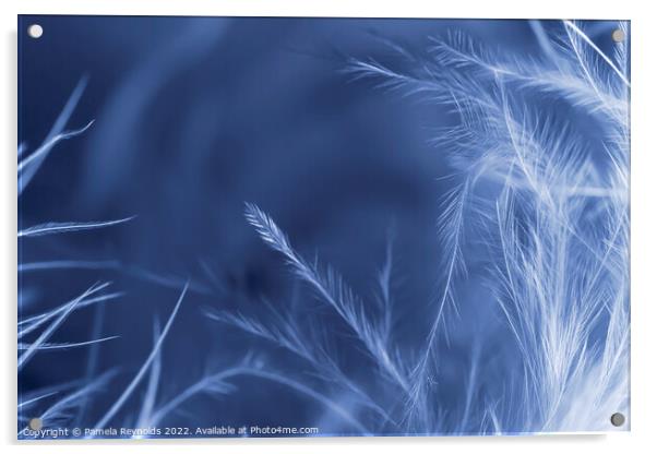 A Macro image of a Feather Boa, with gradient over Acrylic by Pamela Reynolds