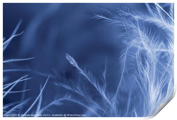 A Macro image of a Feather Boa, with gradient over Print by Pamela Reynolds