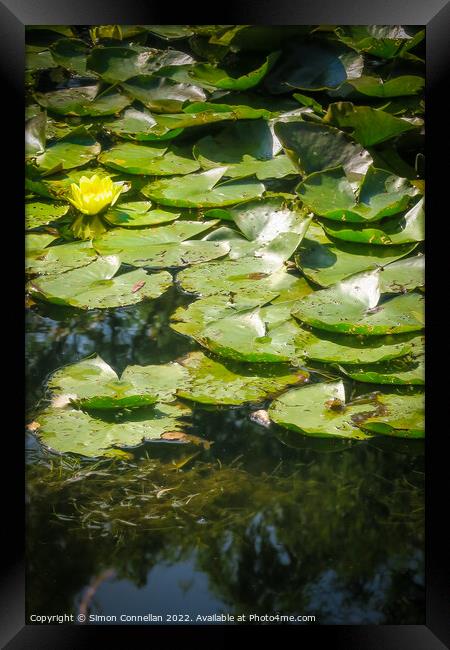 Monets Garden Water Lilies Framed Print by Simon Connellan