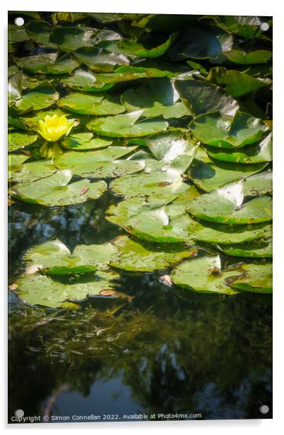 Monets Garden Water Lilies Acrylic by Simon Connellan