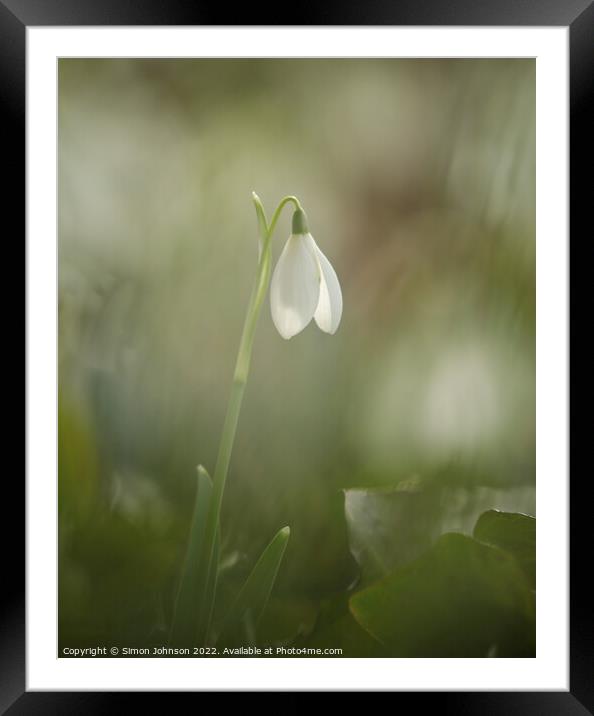 Solitary Snowdrop Framed Mounted Print by Simon Johnson