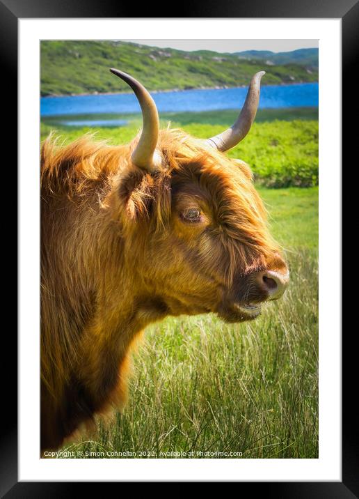Highland Cattle Framed Mounted Print by Simon Connellan