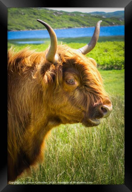 Highland Cattle Framed Print by Simon Connellan