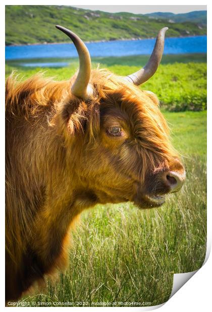 Highland Cattle Print by Simon Connellan