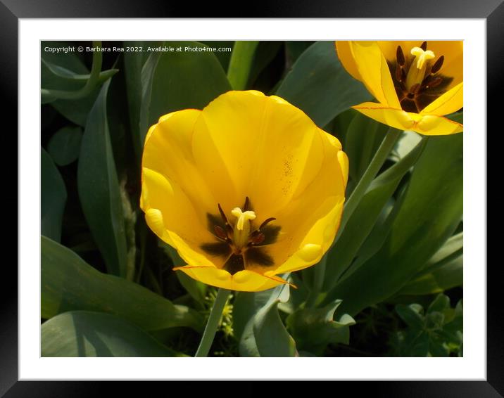 Plant flower Framed Mounted Print by Barbara Rea