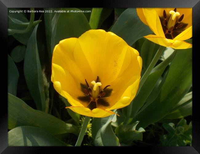 Plant flower Framed Print by Barbara Rea