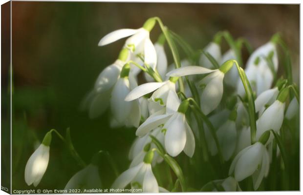 Snowdrops Canvas Print by Glyn Evans