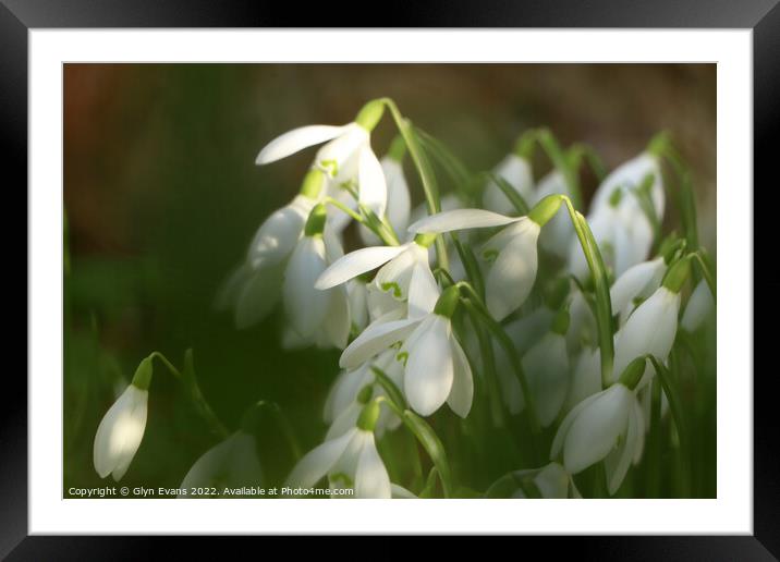 Snowdrops Framed Mounted Print by Glyn Evans