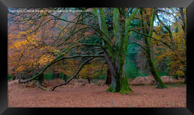 Autumn Forest Scene Framed Print by Derek Daniel