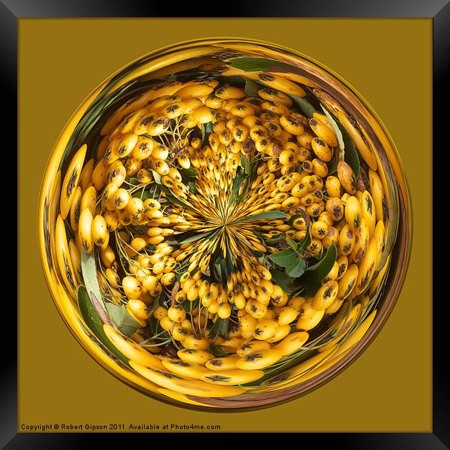 Spherical Paperweight Berry Glass Framed Print by Robert Gipson