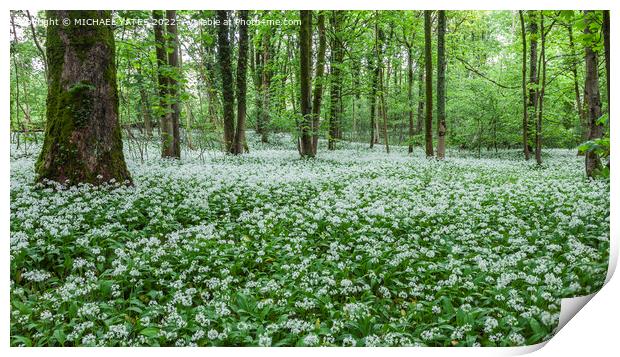 Garlic Carpet Print by MICHAEL YATES