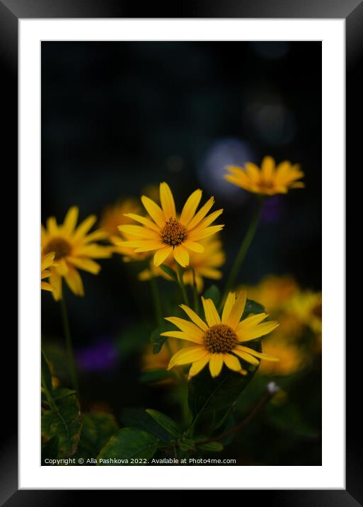 Yellow oxeye flowers Framed Mounted Print by Alla Pashkova