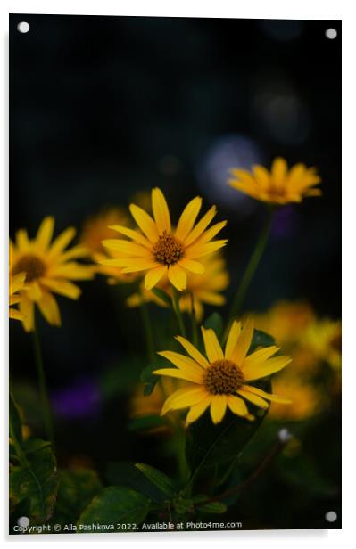 Yellow oxeye flowers Acrylic by Alla Pashkova