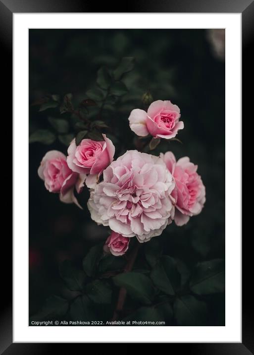 Flowers of pink roses on a bush close up Framed Mounted Print by Alla Pashkova