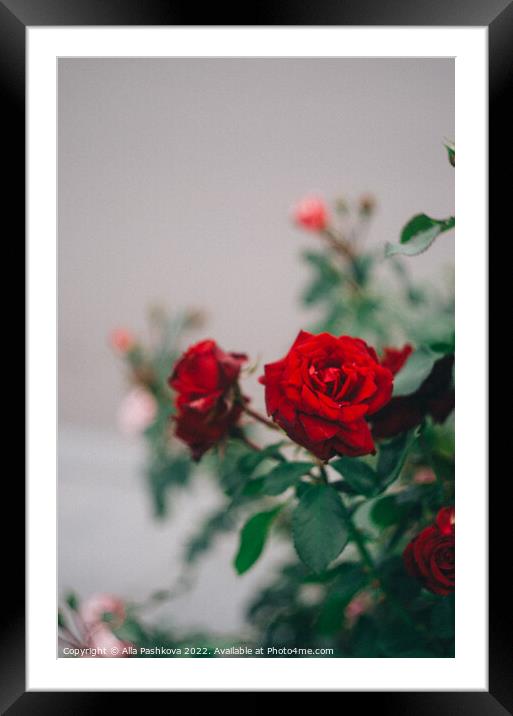 Red roses on the bush Framed Mounted Print by Alla Pashkova
