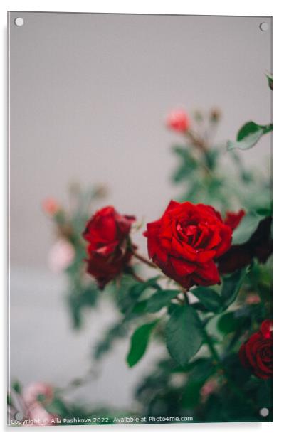 Red roses on the bush Acrylic by Alla Pashkova